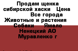 Продам щенка сибирской хаски › Цена ­ 8 000 - Все города Животные и растения » Собаки   . Ямало-Ненецкий АО,Муравленко г.